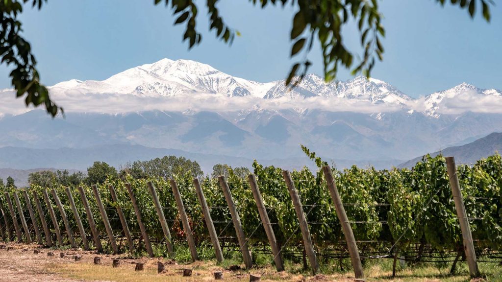 Miller-Aichholz | Weinbaugebiet Argentinien
