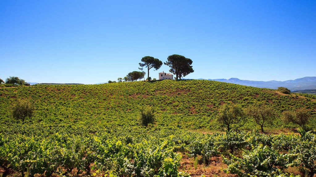 Miller-Aichholz | Weinbaugebiet Spanien